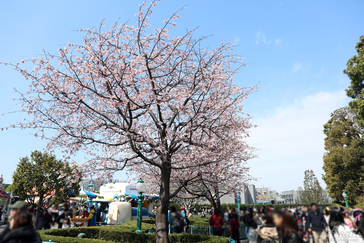 トゥーンタウン　アタミ桜